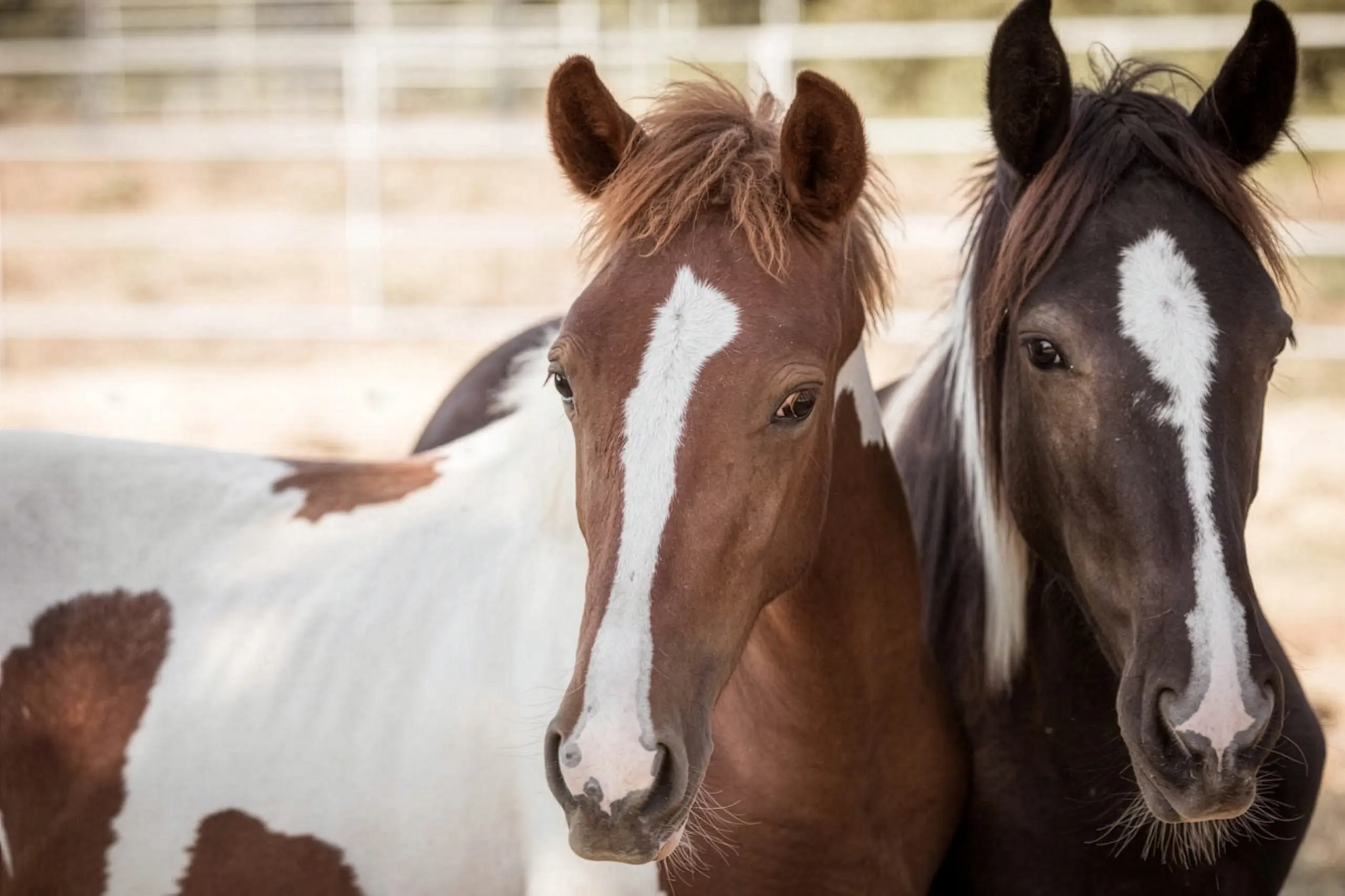 Wild Horse Stewardship (Trey & Divine), American Wild Horse Foundation (AWHF)
