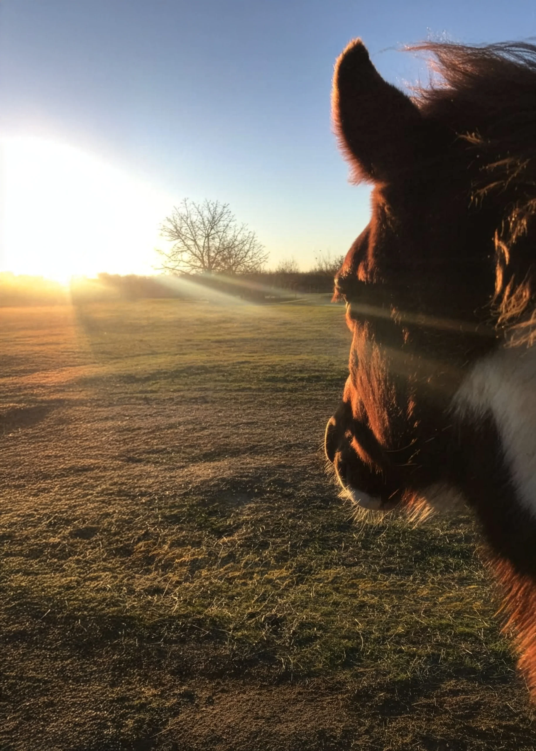 Wild Horse Stewardship (Trey & Divine), American Wild Horse Foundation (AWHF)